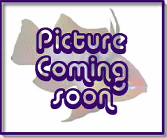 Lubbock's Fairy Wrasse